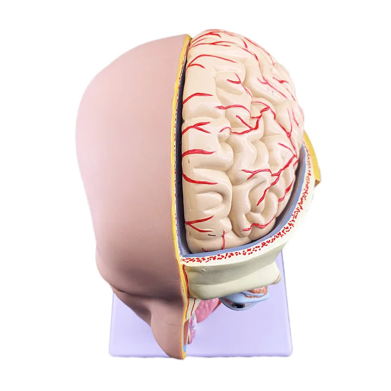 Модель анатомии человеческого мозга Ресурсы для преподавания медицинских наук