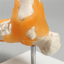 인간 발 발목 관절 인대 해골 의료 해부학 모델