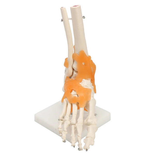Медицинская анатомическая модель скелета связок голеностопного сустава стопы человека