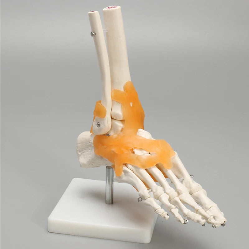Медицинская анатомическая модель скелета связок голеностопного сустава стопы человека