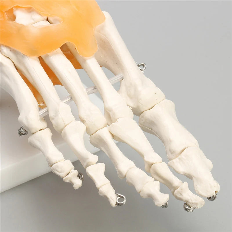 Human Foot Ankle Joint Ligament Skeleton Medical Anatomy Model