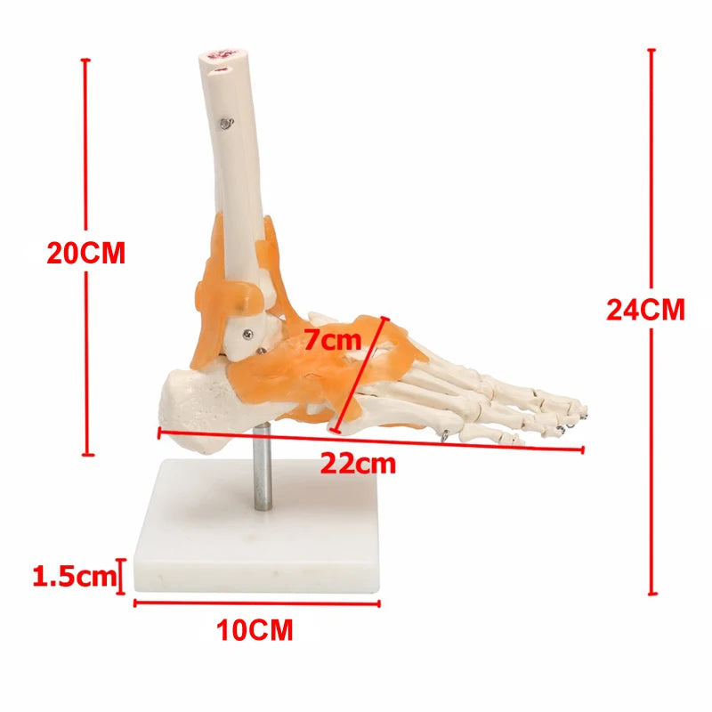Human Foot Ankle Joint Ligament Skeleton Medical Anatomy Model
