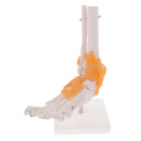 인간 발 발목 관절 인대 해골 의료 해부학 모델