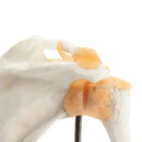 Modello anatomico dell'articolazione funzionale della spalla umana Risorse didattiche per le scienze mediche