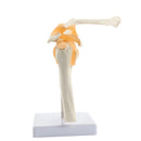 Modello anatomico dell'articolazione funzionale della spalla umana Risorse didattiche per le scienze mediche