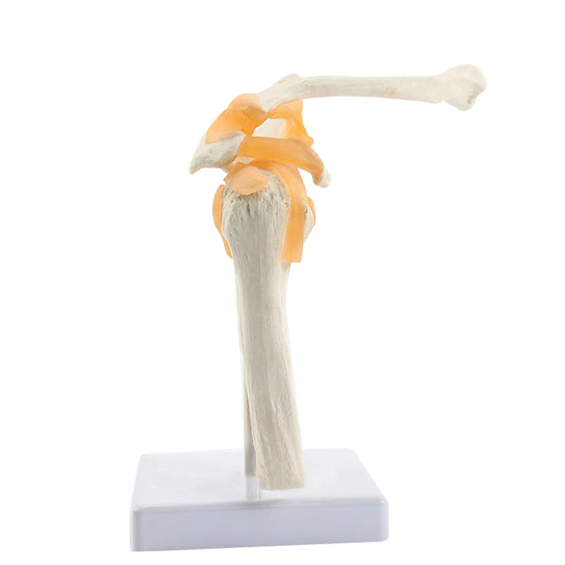 Human Functional Shoulder Joint Anatomy Model Medical Science Teaching Resources