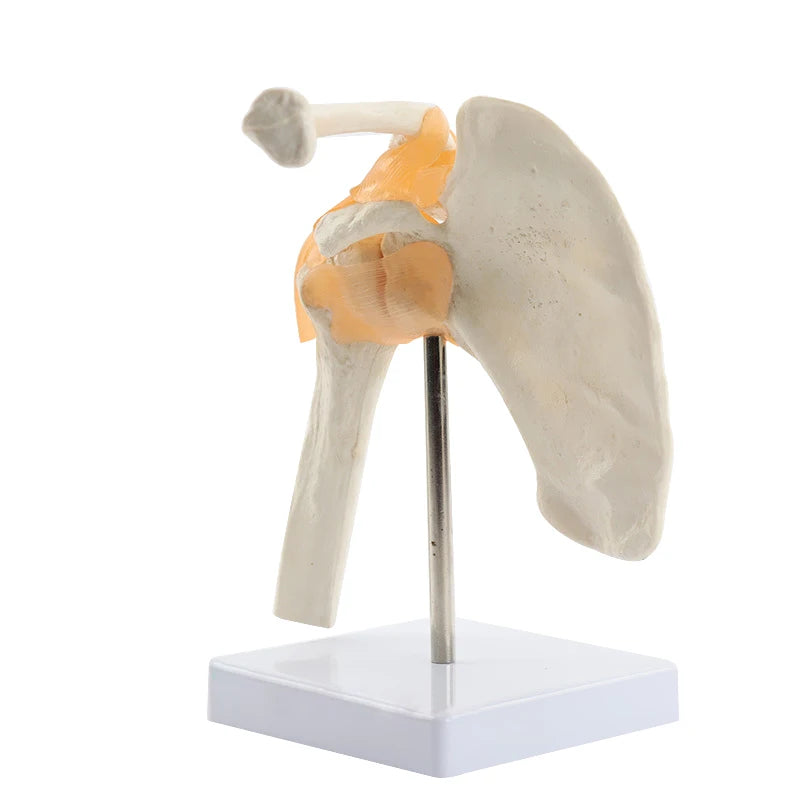 Mänsklig funktionell axelled Anatomimodell Medicinsk vetenskap Undervisningsresurser