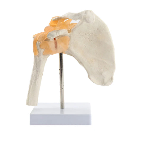 Modelo de anatomia funcional humana da articulação do ombro, recursos de ensino de ciências médicas