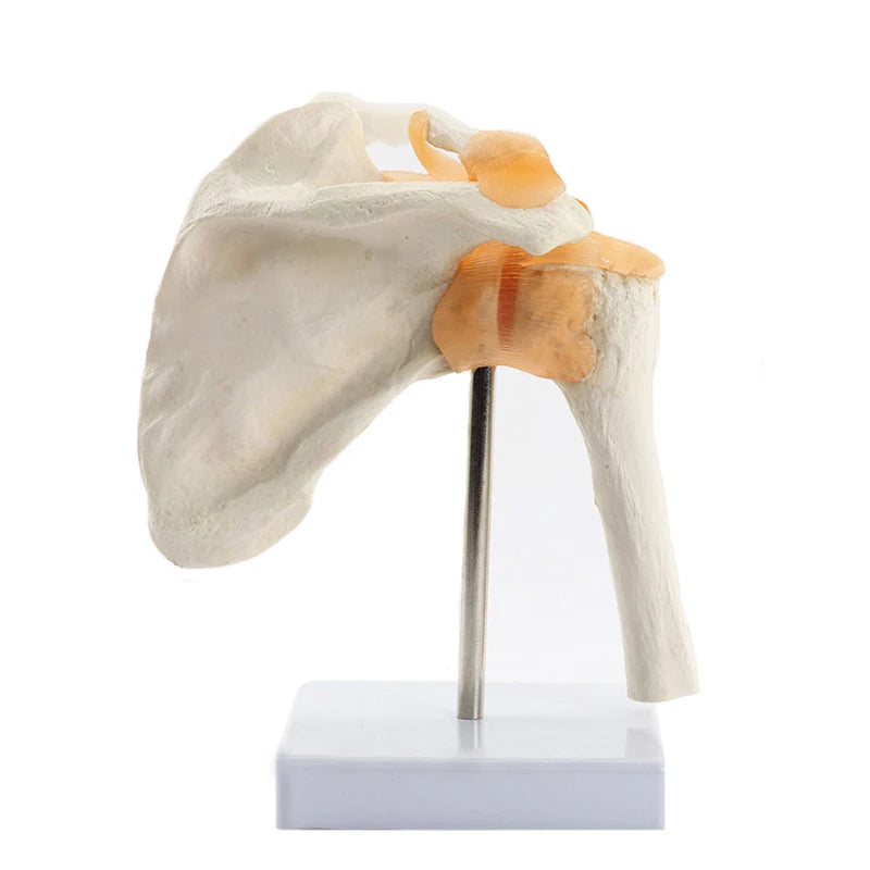 Modello anatomico dell'articolazione funzionale della spalla umana Risorse didattiche per le scienze mediche