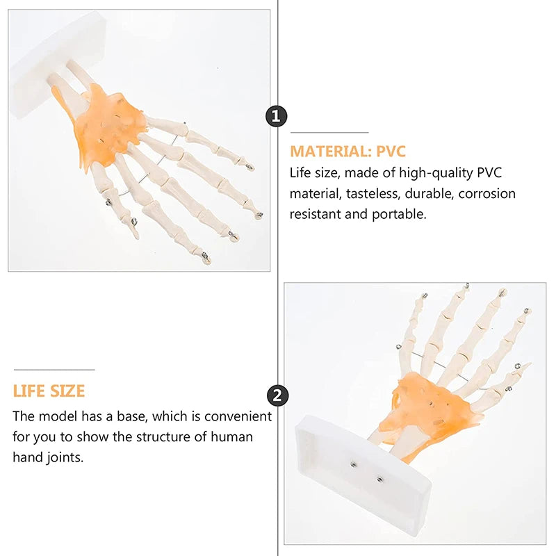 Modelo de anatomia articular da mão humana Recursos de ensino de ciências médicas