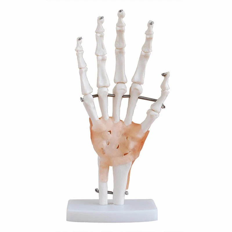 Emberi kéz ízületi anatómiai modell Orvostudományi oktatási források