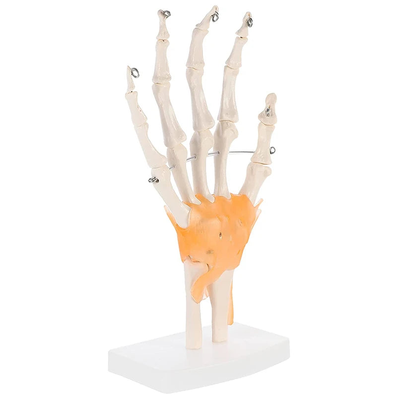 人間の手の関節の解剖学モデル医学教育リソース