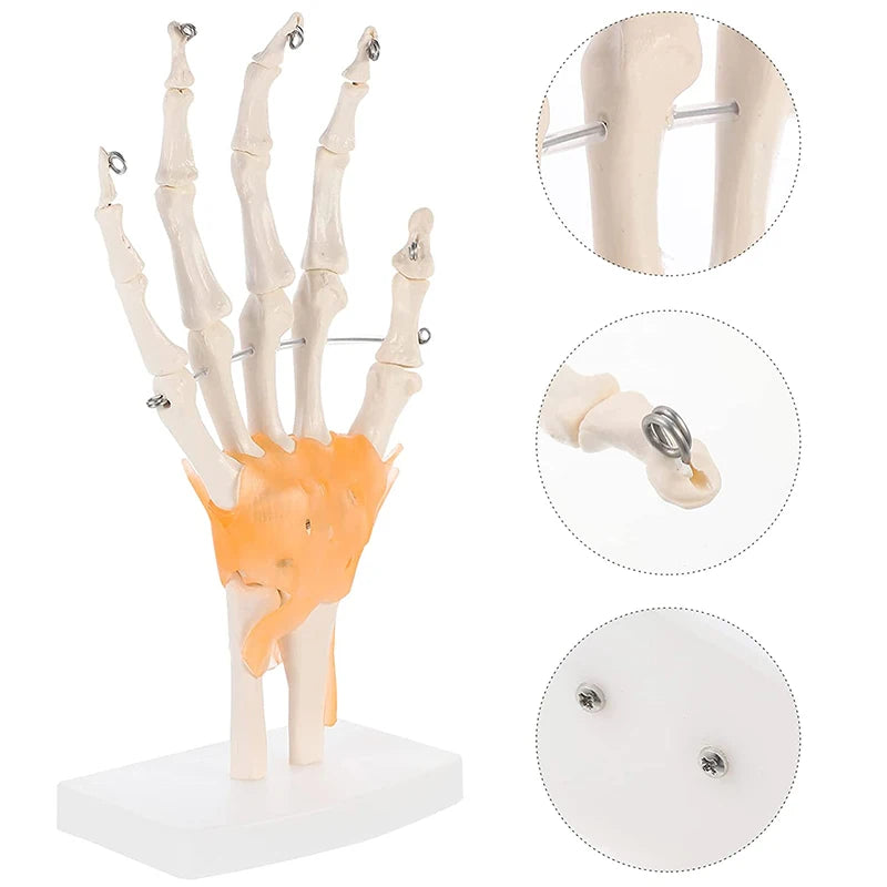 Modelo de anatomia articular da mão humana Recursos de ensino de ciências médicas