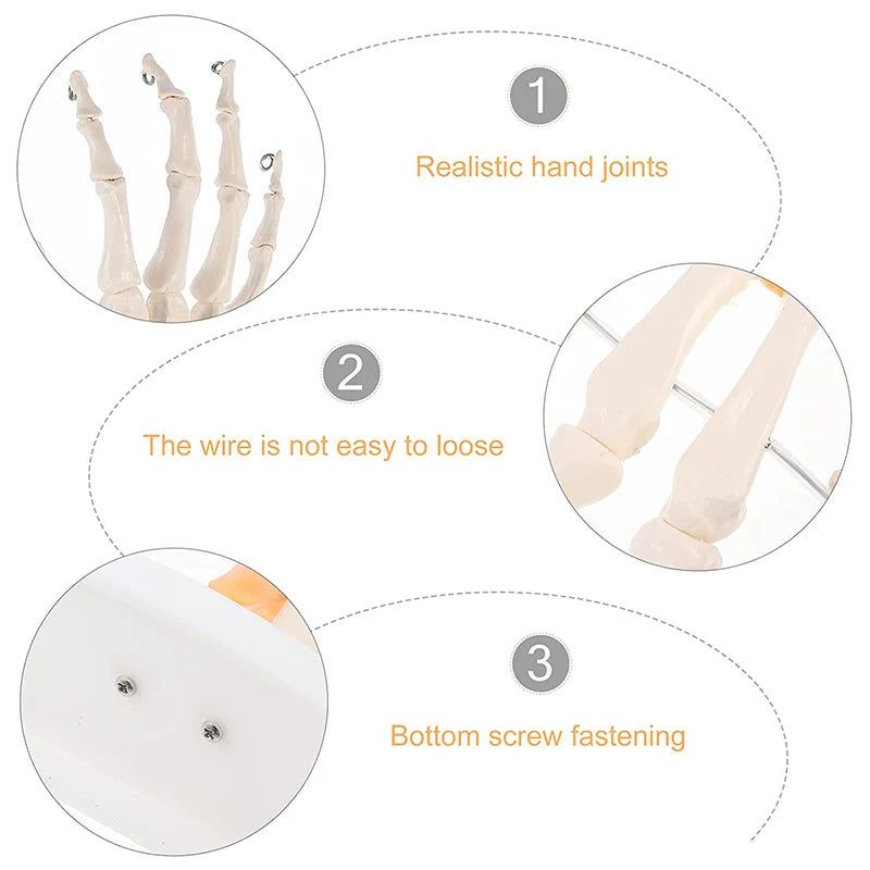 Human Hand Joint Anatomy Model Medicinsk vetenskap Undervisningsresurser