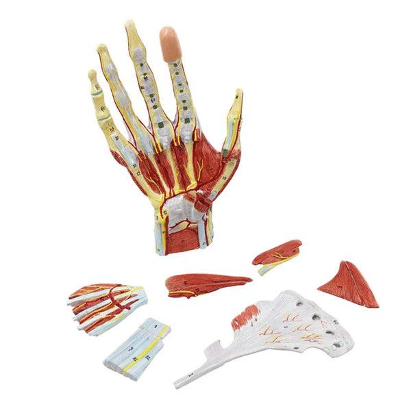 Modelo de anatomia do esqueleto da mão humana com ligamento muscular nervo vaso sanguíneo recursos de ensino de ciências médicas