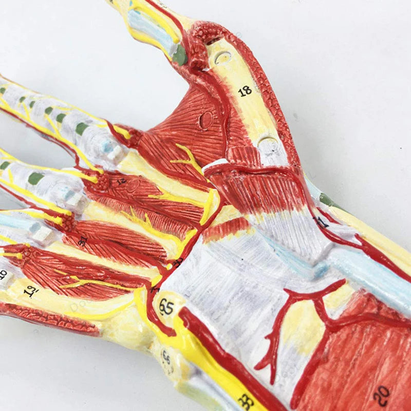 Human Hand Skeleton Anatomy Model with Muscle Ligament Nerve Blood Vessel Medical Science Teaching Resources