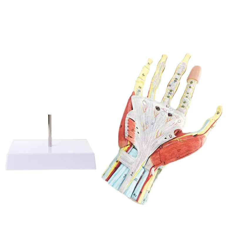 Human Hand Skeleton Anatomy Model with Muscle Ligament Nerve Blood Vessel Medical Science Teaching Resources