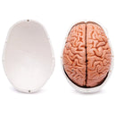 Cranio di testa umana con modello anatomico del cervello Risorse didattiche per le scienze mediche