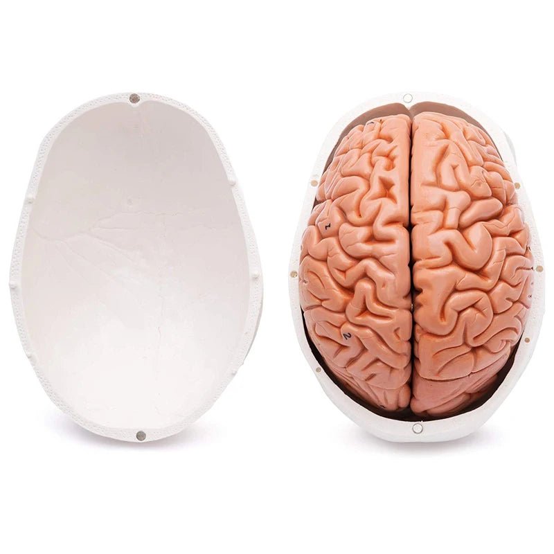 Crânio de cabeça humana com modelo de anatomia cerebral Recursos de ensino de ciências médicas