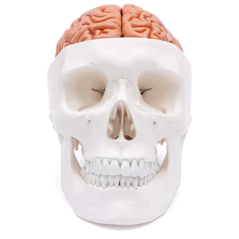 Cranio di testa umana con modello anatomico del cervello Risorse didattiche per le scienze mediche
