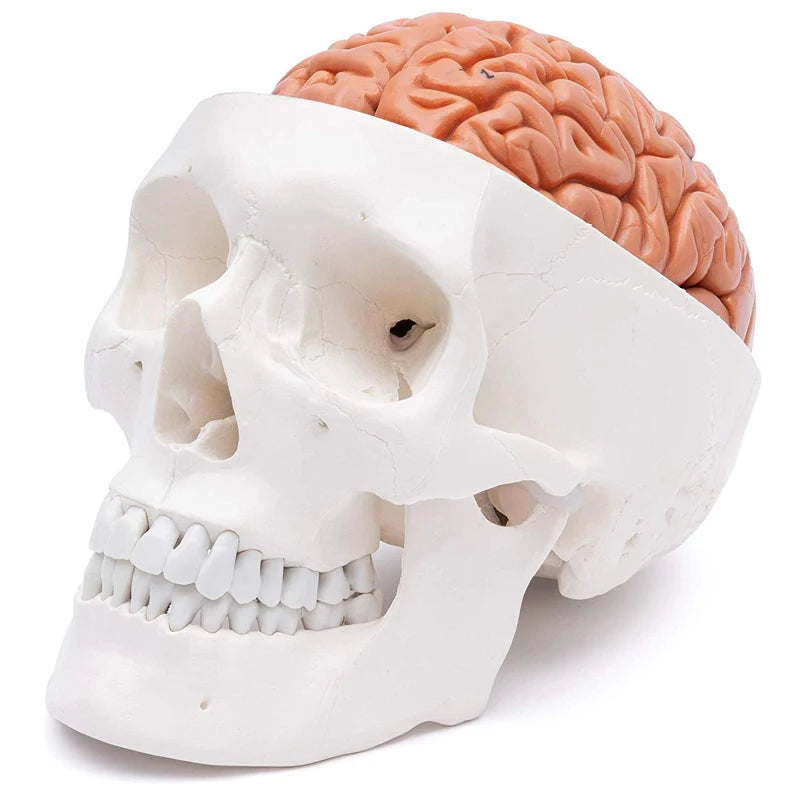 Cranio di testa umana con modello anatomico del cervello Risorse didattiche per le scienze mediche