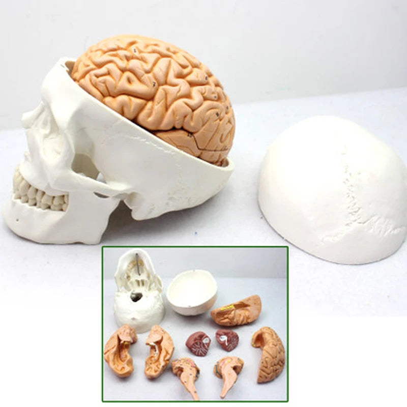 Menschlicher Kopfschädel mit Gehirnanatomiemodell, Lehrressourcen für medizinische Wissenschaft
