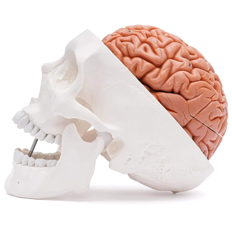Tengkorak Kepala Manusia dengan Model Anatomi Otak Sumber Pengajaran Sains Perubatan