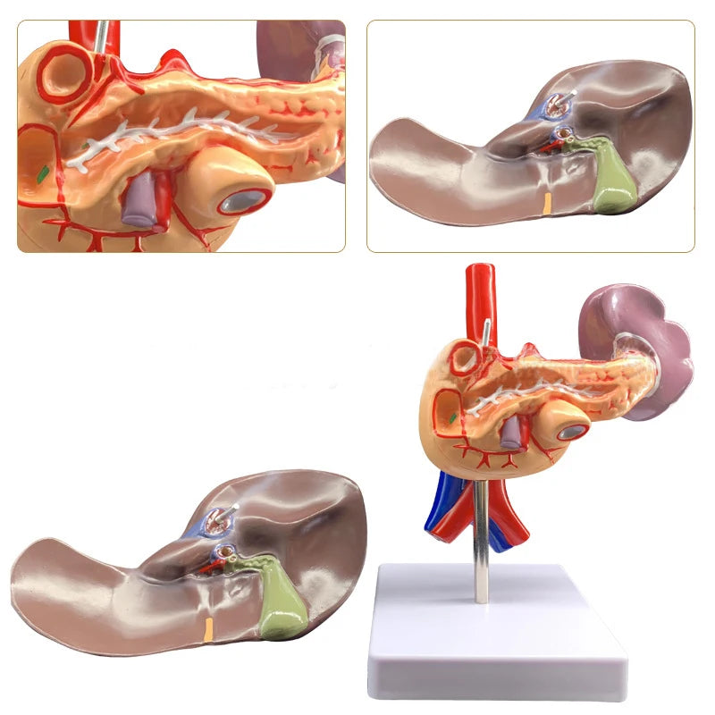 Mänsklig lever Bukspottkörteln Duodenum Anatomi Modell Medicinska undervisningsresurser