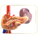인간 간 췌장 십이지장 해부학 모델 의료 교육 자료
