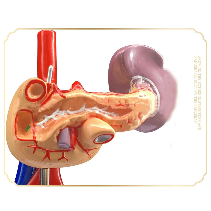 Modelo de anatomia do duodeno do pâncreas do fígado humano recursos de ensino médico