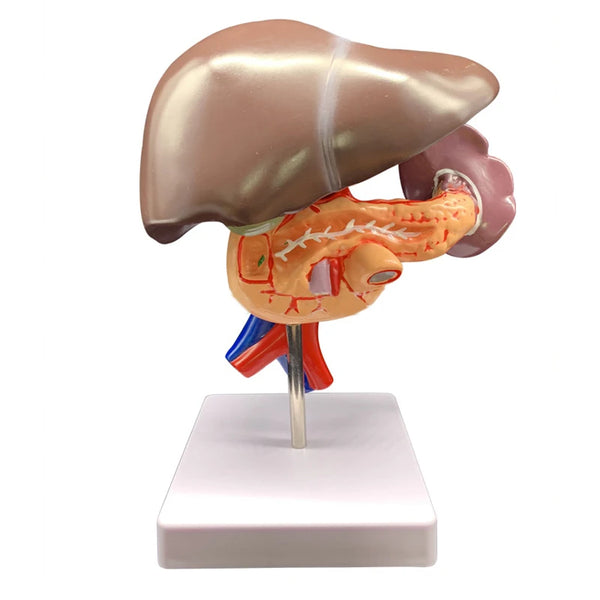 人間の肝臓、膵臓、十二指腸の解剖学モデル医療教育リソース