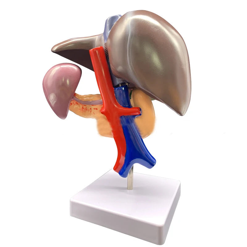 Modello anatomico del duodeno e del pancreas del fegato umano Risorse didattiche mediche