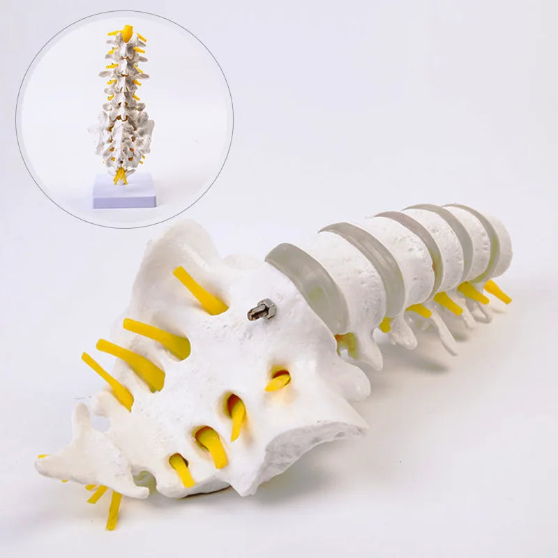 Human Lumbar Spine Model Anatomy Model Medical Spine Statues Medical Science Teaching Resources