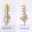 Human Lumbar Spine Model Anatomy Model Medical Spine Statues Medical Science Teaching Resources