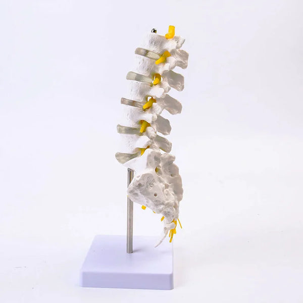 דגם עמוד שדרה מותני אנושי דגם אנטומיה פסלי עמוד שדרה רפואיים משאבי הוראה למדע רפואי