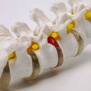 Human Lumbar Spine Model Anatomy Model Medical Spine Statues Medical Science Teaching Resources