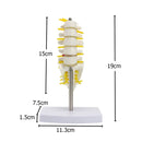 Human Lumbar Spine Model Anatomy Model Medical Spine Statues Medical Science Teaching Resources