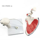 Human Shoulder Joint Anatomy Model Medical Science Teaching Resources