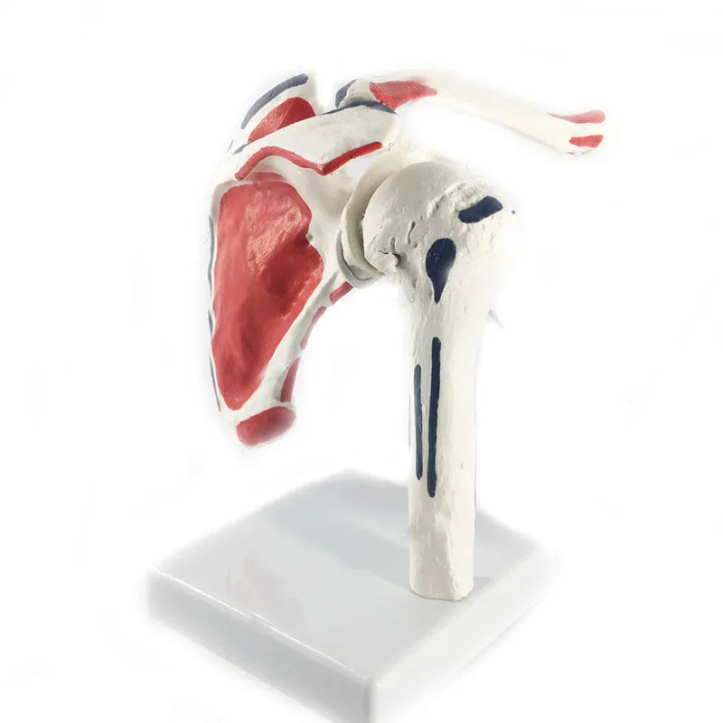 Modello anatomico dell'articolazione della spalla umana Risorse didattiche per la scienza medica