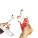 Human Shoulder Joint Anatomy Model Medical Science Teaching Resources