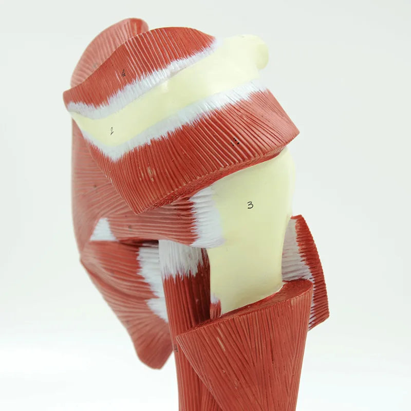 人間の肩関節の筋肉生物学スポーツ科学解剖モデル