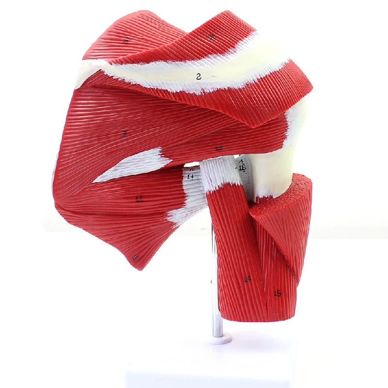 Human Shoulder Joint Muscle Biology Sports Science Anatomy Model