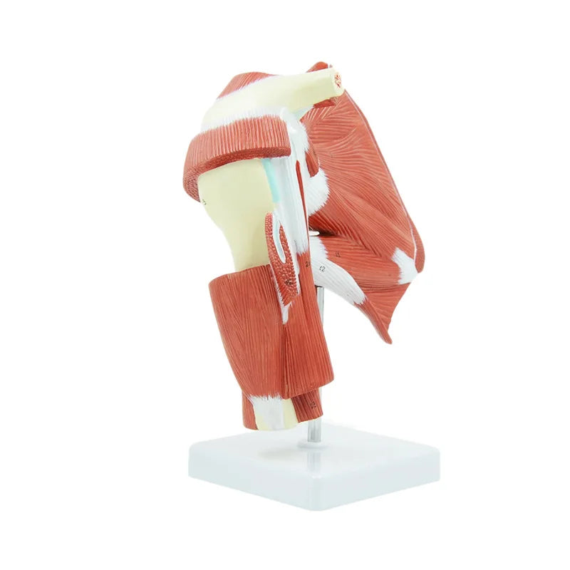 מודל אנטומיה של מפרק כתף אנושי ביולוגיה של מדעי הספורט