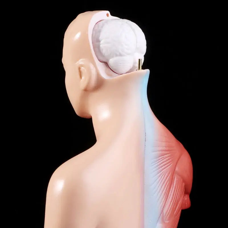 Menschlicher Torso-Körpermodell-Anatomie-anatomische medizinische innere Organe für den Unterricht