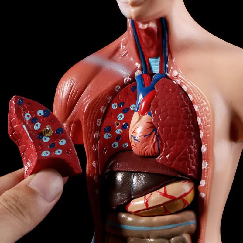 Modèle de corps de torse humain, anatomie, organes internes médicaux anatomiques pour l'enseignement
