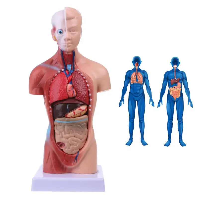 Órgãos internos médicos anatômicos da anatomia humana do modelo do corpo do torso para ensinar