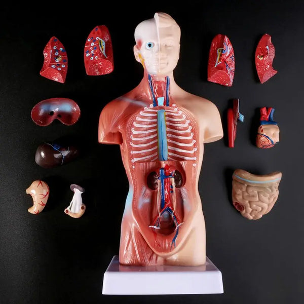 Модель людського тіла тулуба анатомії анатомічних медичних внутрішніх органів для навчання