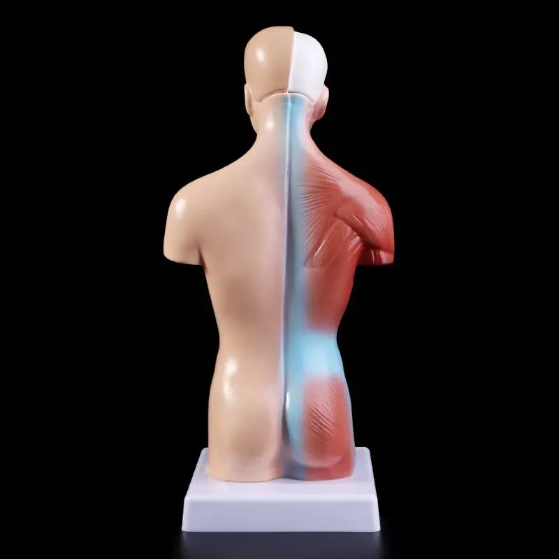 Model Badan Badan Manusia Anatomi Anatomi Organ Dalaman Perubatan Untuk Pengajaran