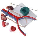 인간 비뇨기계 해부학 모델 의학 교육 자료