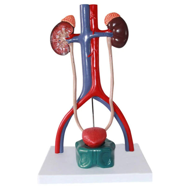 Modelo de anatomia do sistema urinário humano, recursos de ensino de ciências médicas